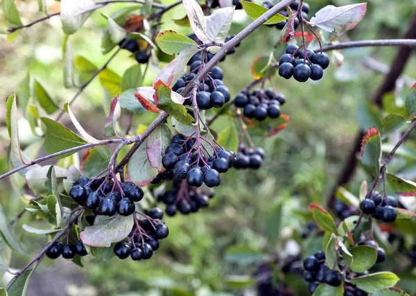 ripe black mountain ash on the Bush, a valuable folk remedy