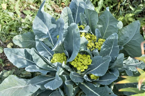 cauliflower grows in the garden, the southern Urals