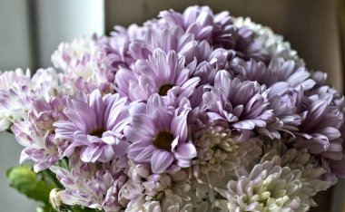 pembe krizantem penceresinden, ışıkla aydınlatılmış buket yakın çekim