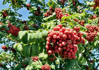 Mavi gökyüzü parlak güneş tarafından Rowan fırça yaktı
