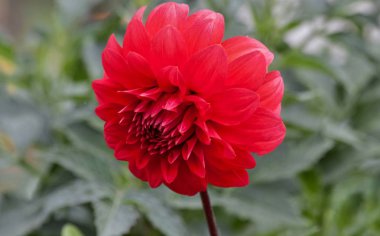 bulanık doğa arka plan üzerinde kırmızı Dahlia çiçeği