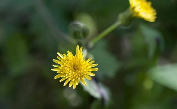 Kleine Gelbe Blume Auf Natürlichem Grün Verschwommenem Hintergrund — Stockfoto