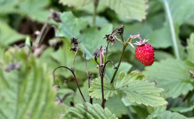 parlak kırmızı çilek Bahçe, yakın çekim