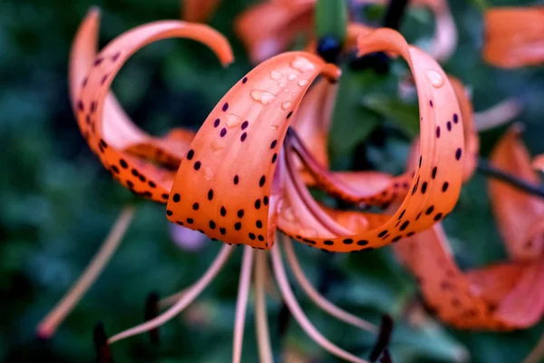 Oranžová Tiger Lily Dešťové Kapky Plátky Pozadí Rozmazané Přírody — Stock fotografie
