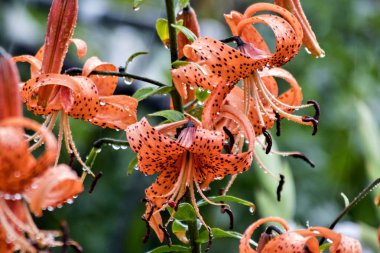 ıslak tiger zambaklar görünür yaz aylarında yağmur damla uçan izlemek