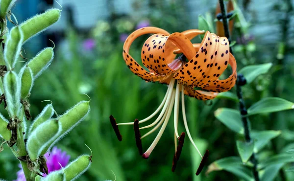 橙色的老虎百合与雨滴在花瓣上模糊的自然背景 — 图库照片