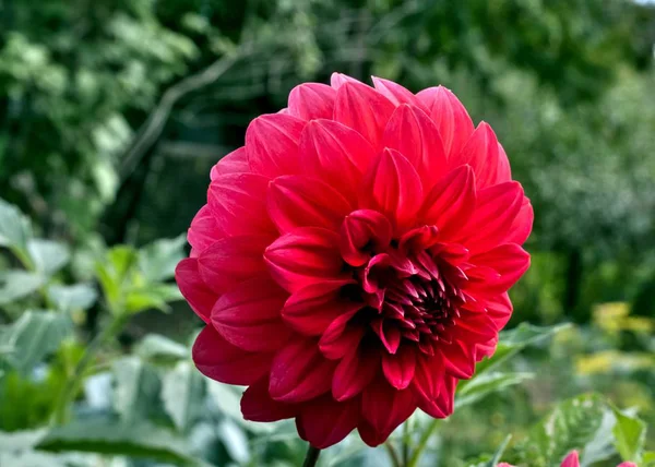 Fleur Dahlia Rouge Sur Fond Nature Floue — Photo