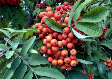 Mavi gökyüzü parlak güneş tarafından Rowan fırça yaktı