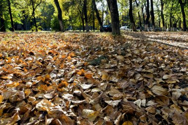 bulanık bir banliyö manzara, silah, düşük noktası karşı ön planda düşen kuru yapraklar yaz bitti