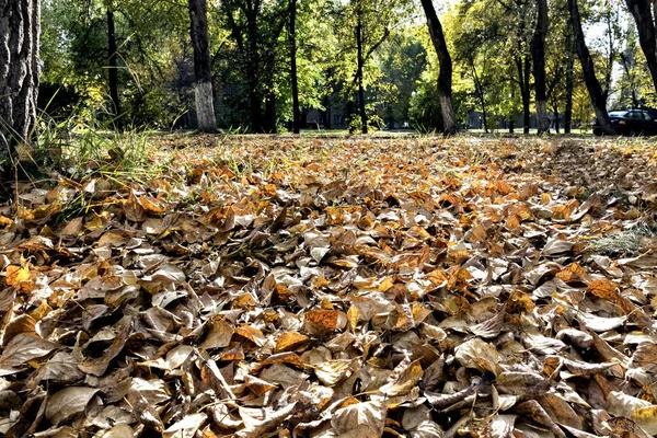 Опавшие Сухие Листья Переднем Плане Против Размытого Пригородного Пейзажа Низкая — стоковое фото