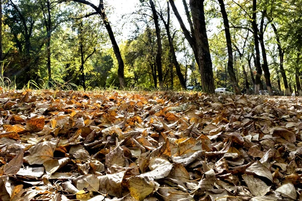 Fallen Dry Leaves Foreground Blurred Suburban Landscape Low Point Shooting — Stock Photo, Image
