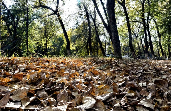 Fallen Dry Leaves Foreground Blurred Suburban Landscape Low Point Shooting — Stock Photo, Image