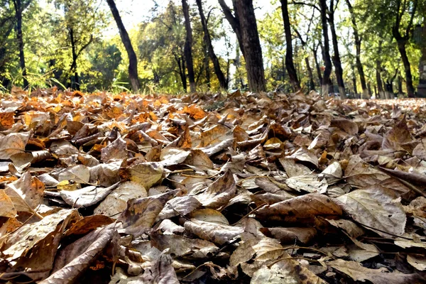 Fallen Dry Leaves Foreground Blurred Suburban Landscape Low Point Shooting — Stock Photo, Image