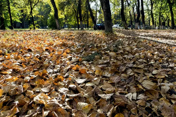 Folhas Secas Caídas Primeiro Plano Contra Uma Paisagem Suburbana Turva — Fotografia de Stock