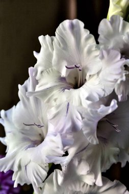 narin, hafif mor Glayöl penceresinden ışıkla aydınlatılmış pencere üzerinde