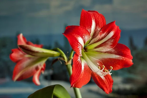 Large beautiful bright red flower Hippeastrum, macro — Stock Photo, Image