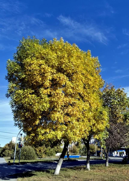 Árboles amarillentos de otoño contra el cielo azul brillante —  Fotos de Stock