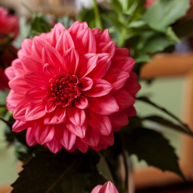 kırmızı yıldız çiçeği