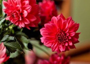 kırmızı yıldız çiçeği