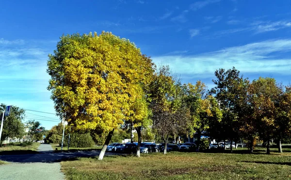 Пожовтіння осінніх дерев на тлі яскравого блакитного неба — стокове фото
