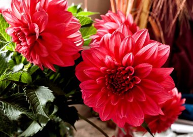 kırmızı yıldız çiçeği