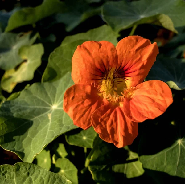 Oranžové Podzimní Květina Osvětlena Sluncem Večer — Stock fotografie