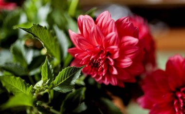 parlak kırmızı yıldız çiçeği çiçek üzerinde arka plan bulanık