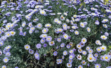 Latince adı Symphyotrichum novi-belgii ile mor çiçeklerin güzel sonbahar buket