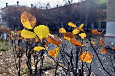 banliyöde, Güney Urallar bulanık bir doğal zemin üzerine bir çalı güneş tarafından aydınlatılmış sarı-kahverengi sonbahar yaprakları