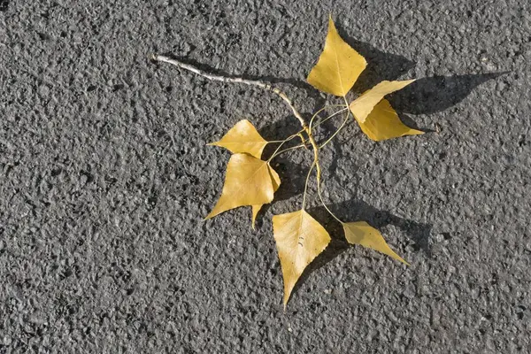 Torn Wind Poplar Branch Yellow Leaves Asphalt — Stock Photo, Image