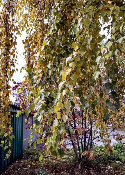 Paisaje Otoñal Con Árboles Cubiertos Hojas Amarillas Los Suburbios Urales —  Fotos de Stock