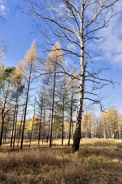 Lärchen Und Birken Beleuchtet Von Der Sonne Herbstlichen Wald Auf — Stockfoto
