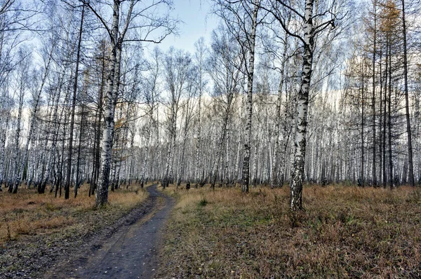 Birke Herbst Wald Bei Trockenem Wetter Oktober Südlichen Urals — Stockfoto
