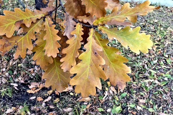 Braun Grüne Herbsteichenblätter Auf Einem Ast — Stockfoto