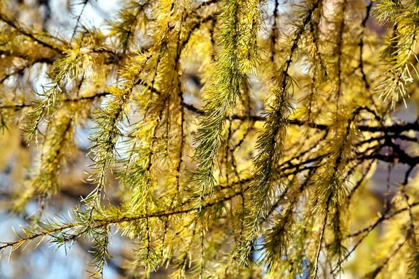 Gula Nålar Lärk Träd Upplyst Solen Mot Den Blå Himlen — Stockfoto