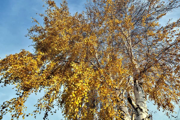 Coroa Bétulas Cobertas Com Folhas Amarelas Outono Iluminadas Pela Luz — Fotografia de Stock