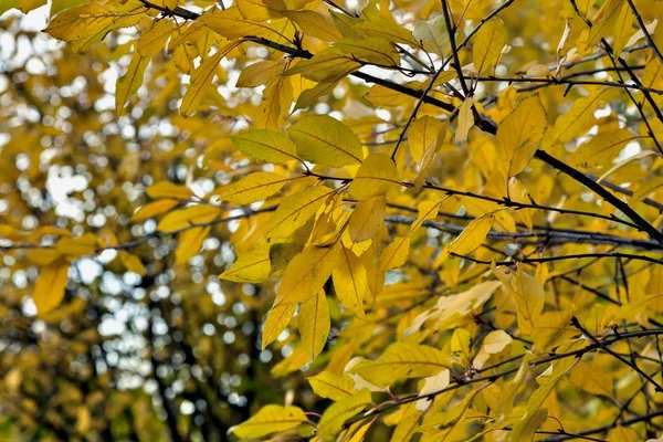 Outono Bush Com Folhas Amarelas Brilhantes Fundo Natural Não Afiado — Fotografia de Stock