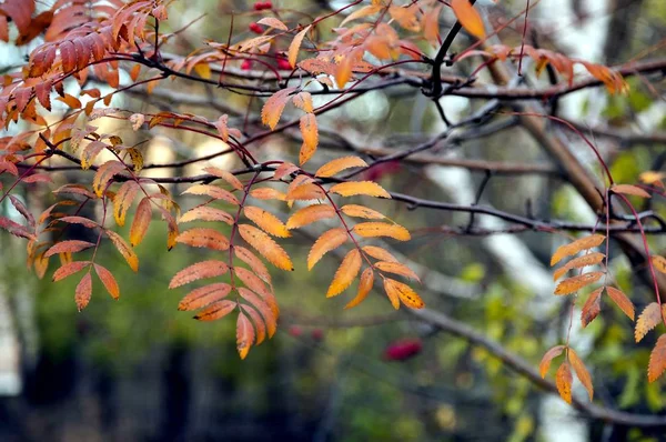 Rode Oranje Rowan Herfstbladeren Onscherpe Natuurlijke Achtergrond — Stockfoto