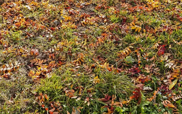 Colorful Autumn Leaves Mountain Ash Green Grass Illuminated Sun — Stock Photo, Image