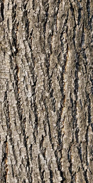 Linden Yaktı Sonbahar Akşam Güneşi Kabuğu Dokusu — Stok fotoğraf