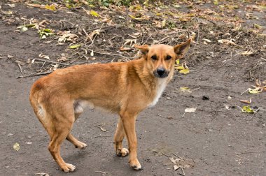 sokakta tür kızıl saçlı melez bir adama benziyor