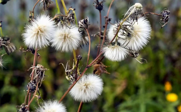 Sementes Ervas Daninhas Macias Caule Área Foco Estreita — Fotografia de Stock