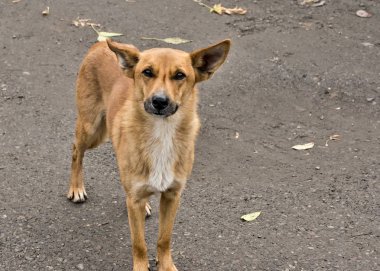 sokakta Kızıl saçlı melez köpek