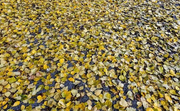 Yellow-green autumn leaves on the ground — Stock Photo, Image