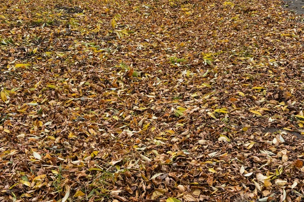 Hojas caídas de color amarillo-verde y marrón seco cubren el suelo —  Fotos de Stock