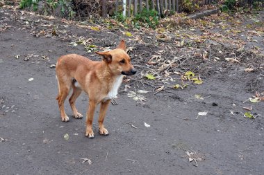 sokakta Kızıl saçlı melez köpek
