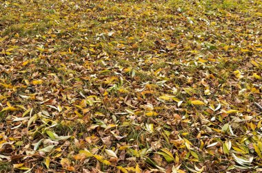 kuru yaprakları sarı-yeşil ve kahverengi kapak yere düşmüş