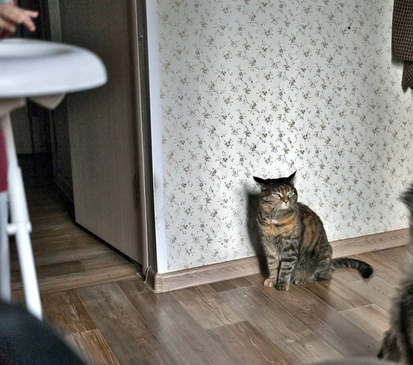 Gato listrado sentado no chão na frente da janela — Fotografia de Stock