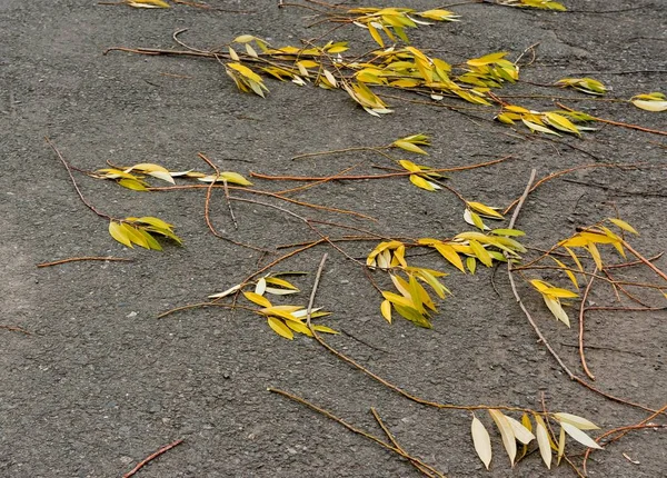 Branches torn off by a wind with autumn leaves on asphalt — Stock Photo, Image