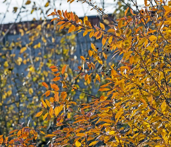 Folhas de outono amarelo-alaranjadas no Bush — Fotografia de Stock